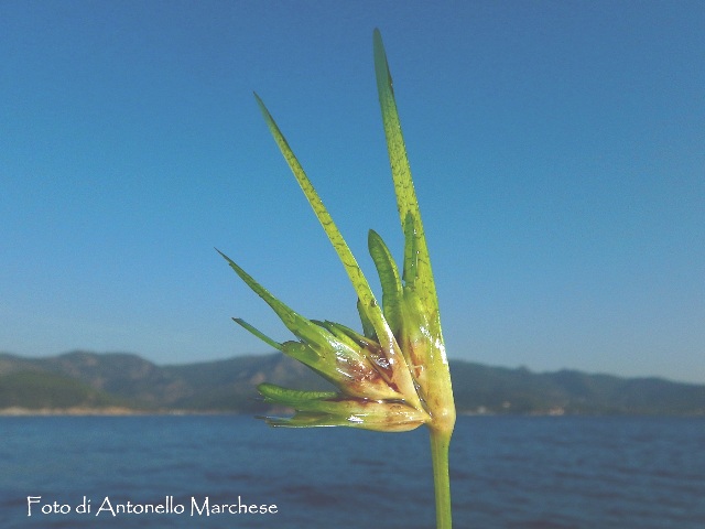 fioritura di posidonia